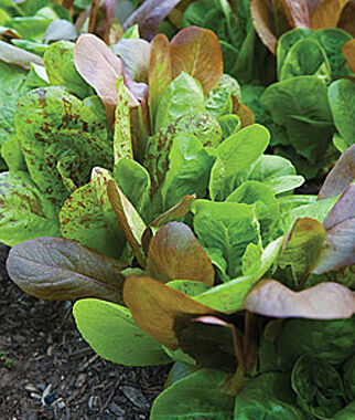 Lettuce All Season Romaine Blend