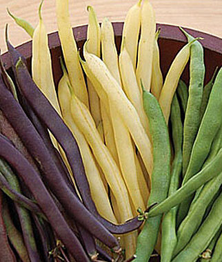 Bean Three Color Blend