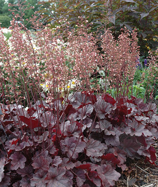 Heuchera Grape Expectations
