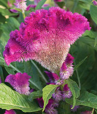 Celosia cristata Fan Dance Purple