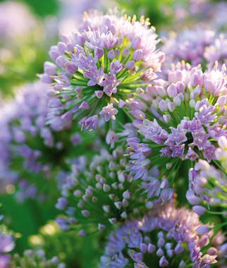 Allium Pink Moon Large Bulbs Size 20-26cm