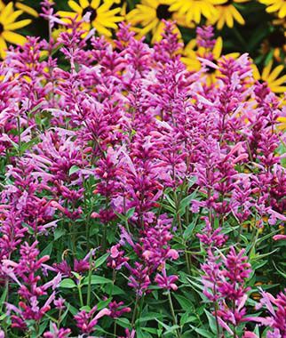 Agastache Rosie Posie