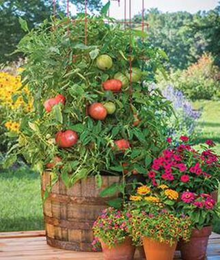 Tomato Atlas Hybrid