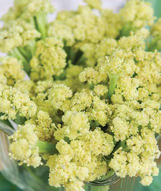 Cauliflower Fioretto 60
