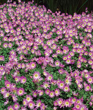 Anemone blanda Pink Charmer