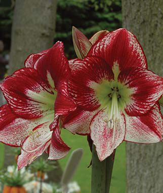 Amaryllis Flamenco Queen Size 12-16cm