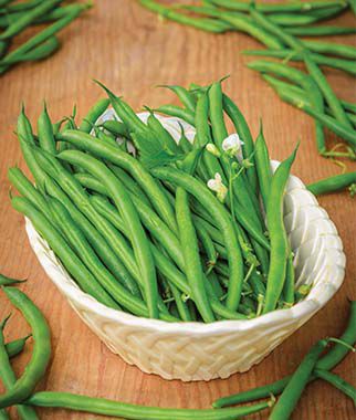 Bean Bush Desperado