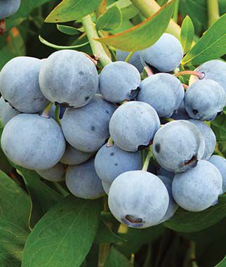 Blueberry Titan