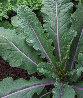 Kale Dazzling Blue