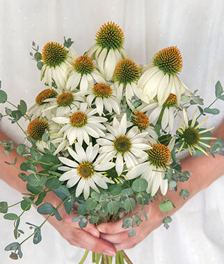 Echinacea Marry Me