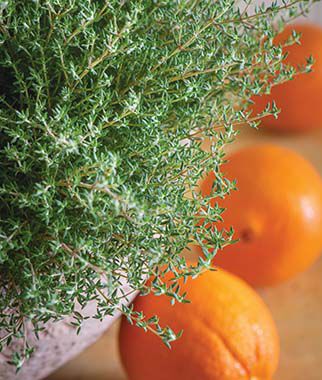 Thyme Orangelo