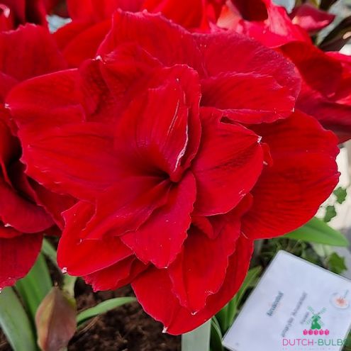 Amaryllis (Hippeastrum) Amarantia Blooms Species Growing Bonsai Bulbs Roots Rhizomes Corms Tubers Potted Planting Reblooming Fragrant Garden Flower Seeds Plant Size 12-16cm