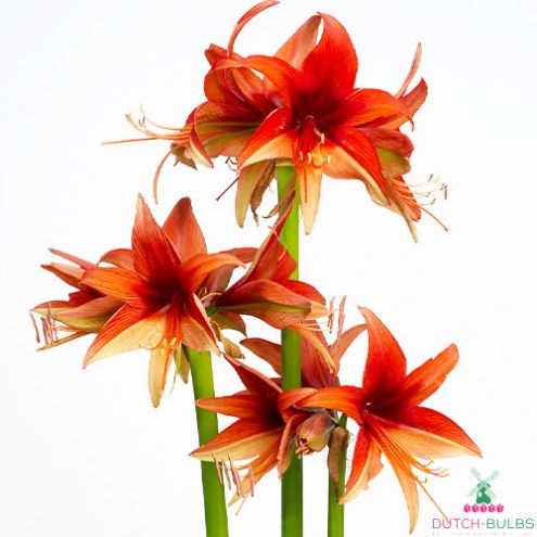 Amaryllis (Hippeastrum) Bogota Blooms Species Growing Bonsai Bulbs Roots Rhizomes Corms Tubers Potted Planting Reblooming Fragrant Garden Flower Seeds Plant Size 12-16cm