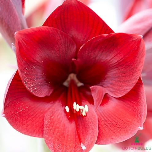 Amaryllis (Hippeastrum) Grand Diva Blooms Species Growing Bonsai Bulbs Roots Rhizomes Corms Tubers Potted Planting Reblooming Fragrant Garden Flower Seeds Plant Size 12-16cm