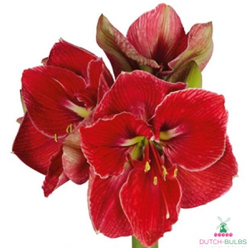 Amaryllis (Hippeastrum) Magical Touch Blooms Species Growing Bonsai Bulbs Roots Rhizomes Corms Tubers Potted Planting Reblooming Fragrant Garden Flower Seeds Plant Size 12-16cm
