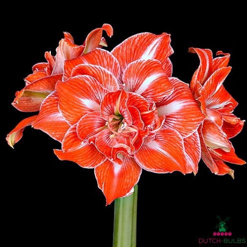 Amaryllis (Hippeastrum) Sunshine Nymph Blooms Species Growing Bonsai Bulbs Roots Rhizomes Corms Tubers Potted Planting Reblooming Fragrant Garden Flower Seeds Plant Size 12-16cm