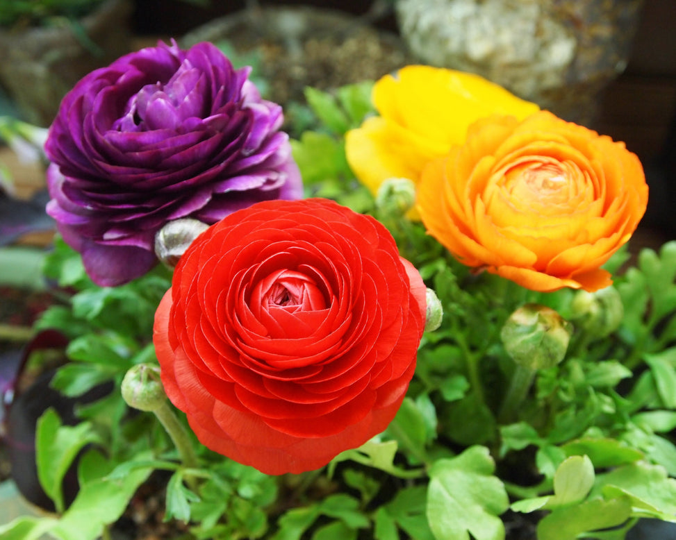 Ranunculus Mix Corms Bulbs Growing Bonsai Roots Rhizomes Tubers Potted Planting Reblooming Fragrant Garden Species Blooms Flower Seeds Plant Gardening
