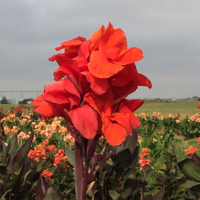 Red King Humbert Canna Bulbs Perennial Growing Bonsai Roots Rhizomes Corms Tubers Potted Planting Reblooming Fragrant Garden Species Blooms Flower Seeds Plant Gardening