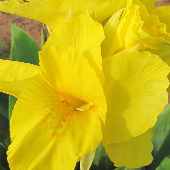 Richard Wallace Canna Bulbs Perennial Growing Bonsai Roots Rhizomes Corms Tubers Potted Planting Reblooming Fragrant Garden Species Blooms Flower Seeds Plant Gardening