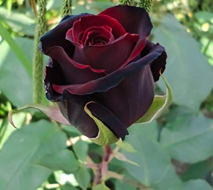 Black Rose Seedlings Flower Seeds Perennial Growing Bonsai Corms Tubers Potted Planting Reblooming Fragrant Garden Roots Rhizomes Species Blooms Plant Bulbs Gardening Tree