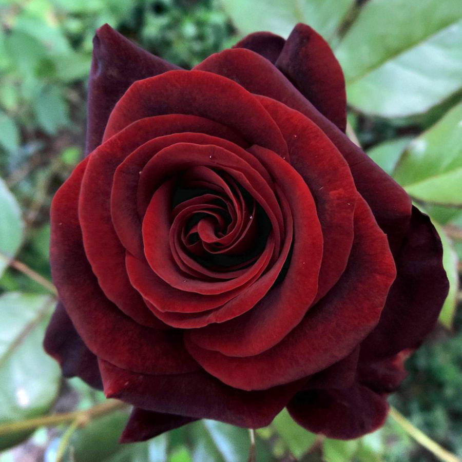 Black Magic Rose Plant Seedlings Flower Seeds Perennial Growing Bonsai Corms Tubers Potted Planting Reblooming Fragrant Garden Roots Rhizomes Species Blooms Bulbs Gardening Tree