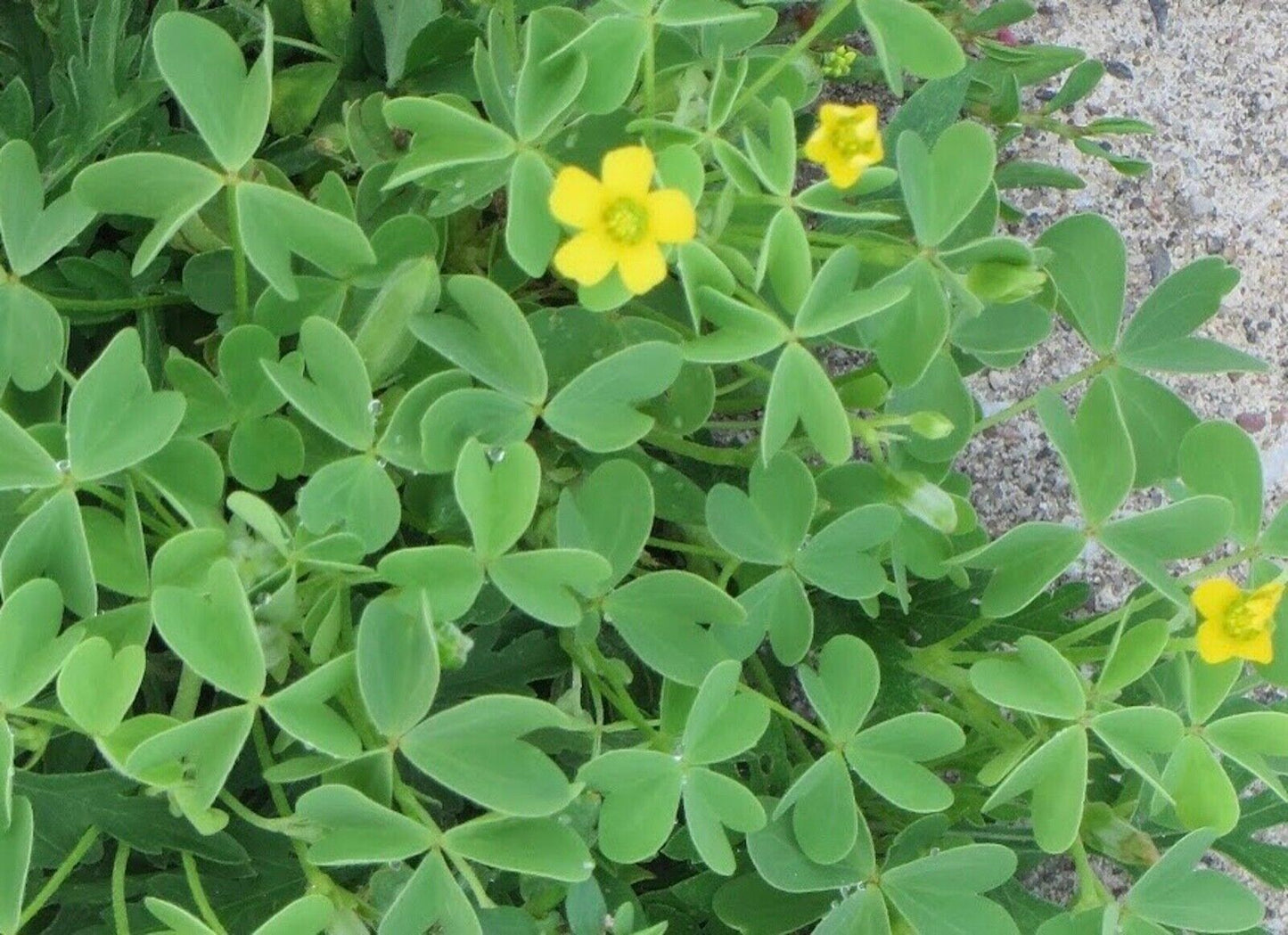 Stricta Yellow Oxalis Bulbs Wood Sorrel Shamrock Perennial Growing Bonsai Roots Rhizomes Corms Tubers Potted Planting Reblooming Fragrant Garden Species Blooms Flower Seeds Plant Gardening