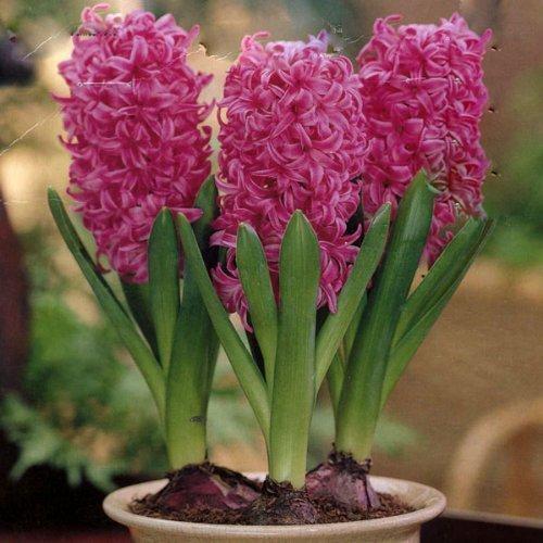 Spring Hyacinth Collection Bulbs Blooms Species Growing Bonsai Roots Rhizomes Corms Tubers Potted Planting Reblooming Fragrant Garden Flower Seeds Plant Gardening