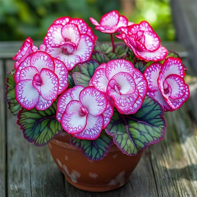 Rare Twin Begonia Seeds - Pink and White