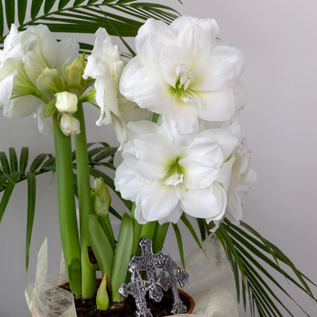 Snow Drift Amaryllis Hippeastrum Blooms Species Growing Bonsai Bulbs Roots Rhizomes Corms Tubers Potted Planting Reblooming Fragrant Garden Flower Seeds Plant Size 12-16cm