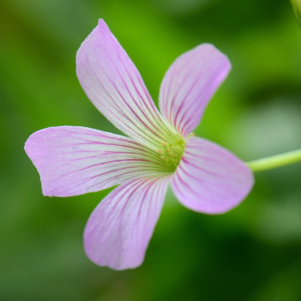 Seedsplant A008 Oxalis Fanny Bulbs Wood Sorrel Shamrock Perennial Growing Bonsai Roots Rhizomes Corms Tubers Potted Planting Reblooming Fragrant Garden Species Blooms Flower Seeds Plant Gardening