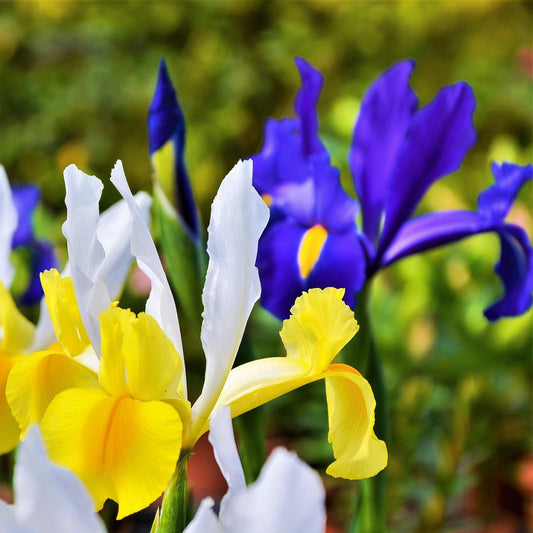 Dutch Iris - Spring Royalty Mix
