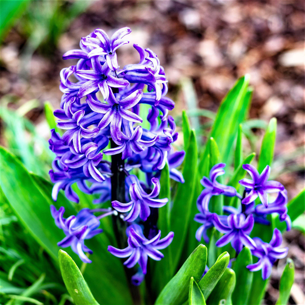 Blue Jacket Hyacinth Bulbs Blooms Species Growing Bonsai Roots Rhizomes Corms Tubers Potted Planting Reblooming Fragrant Garden Flower Seeds Plant Gardening