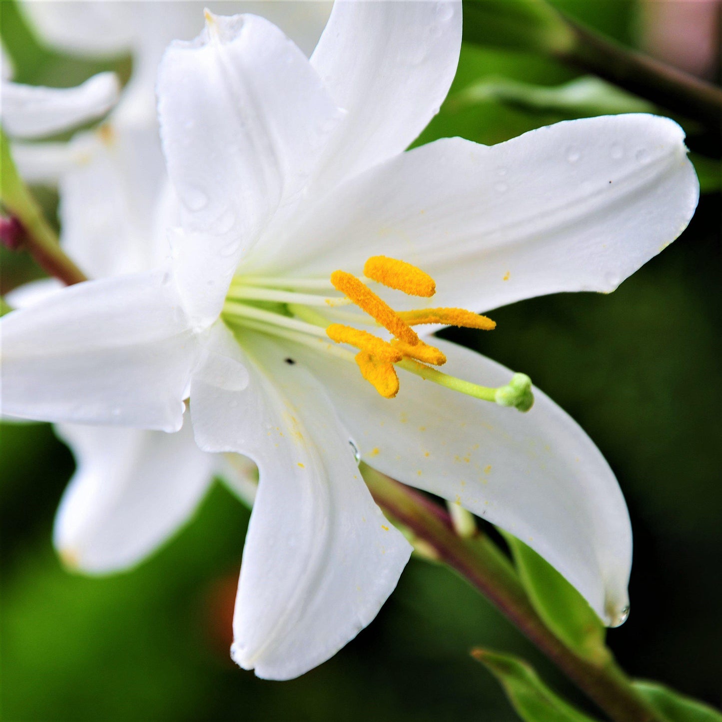Lilium - Candidum Madonna Lily (Fragrant)