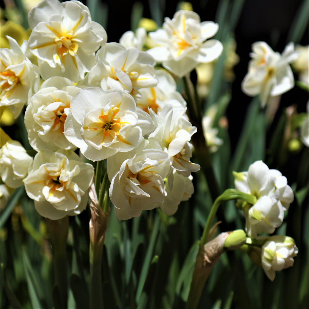 Sir Winston Churchill Daffodil Mixture Narcissus Bulbs Blooms Species Growing Bonsai Roots Rhizomes Corms Tubers Potted Planting Reblooming Fragrant Garden Flower Seeds Plant