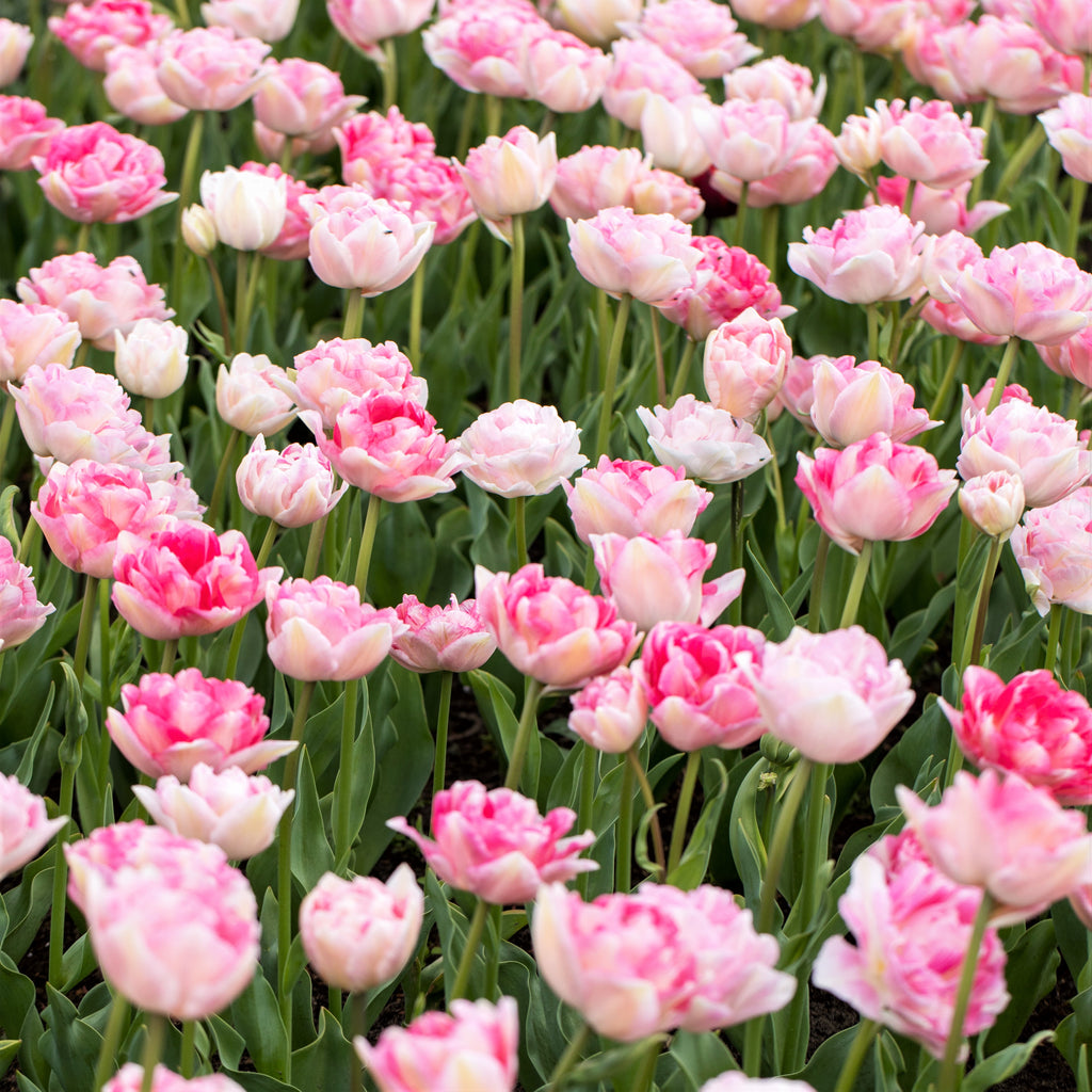 Tulip Bulbs Angelique Blooms Species Growing Bonsai Roots Rhizomes Corms Tubers Potted Planting Reblooming Fragrant Garden Flower Seeds Plant