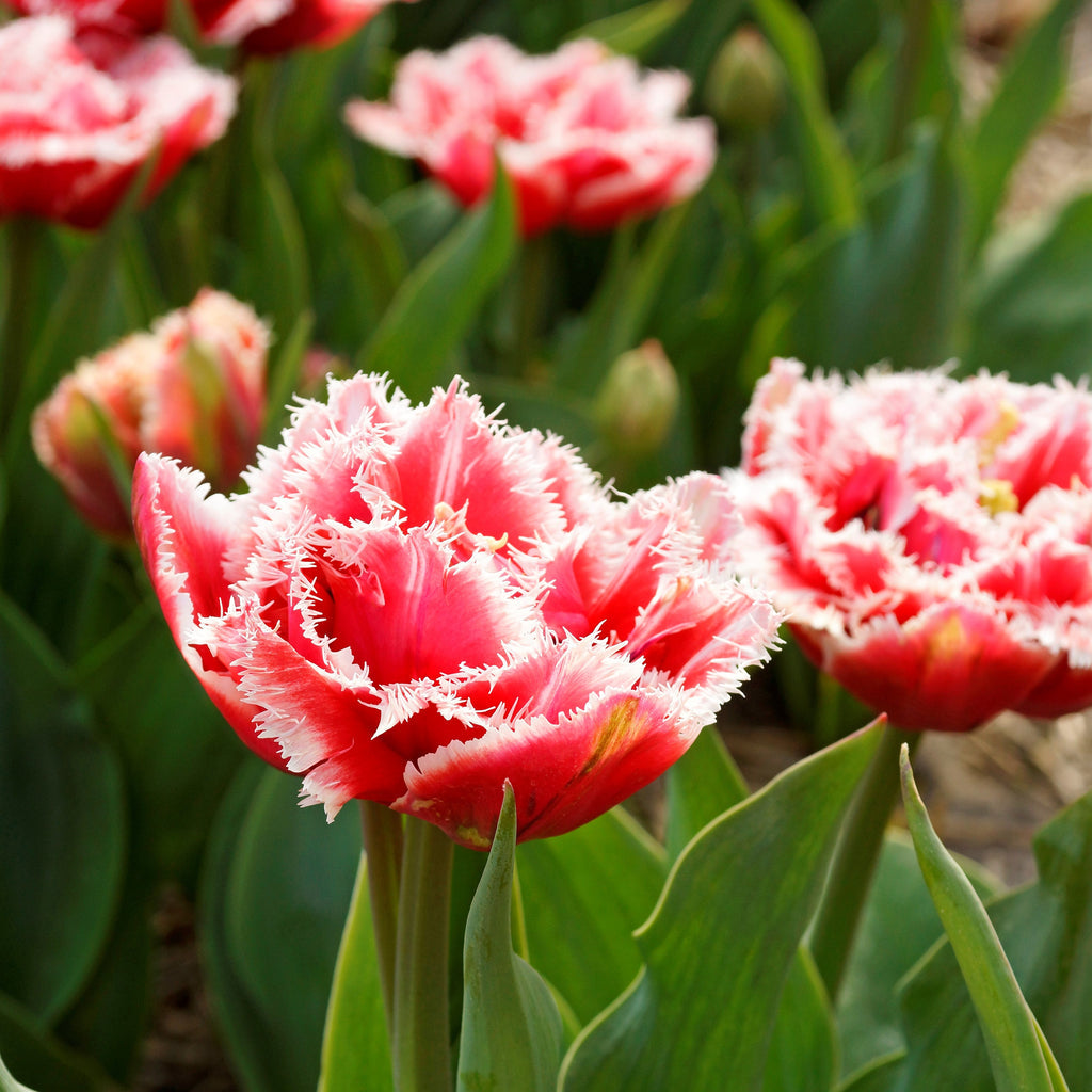 Tulip Bulbs Brest (Fringed) Blooms Species Growing Bonsai Roots Rhizomes Corms Tubers Potted Planting Reblooming Fragrant Garden Flower Seeds Plant