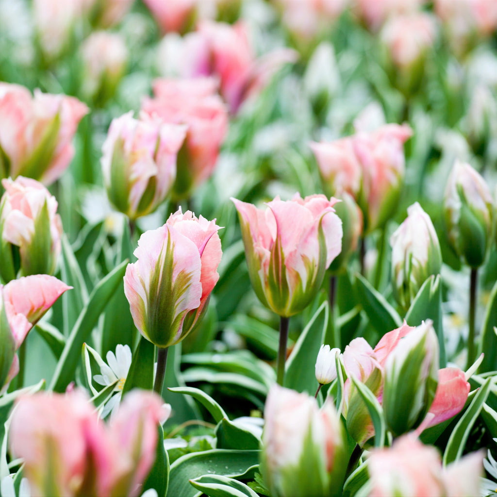 Tulip Bulbs China Town Blooms Species Growing Bonsai Roots Rhizomes Corms Tubers Potted Planting Reblooming Fragrant Garden Flower Seeds Plant