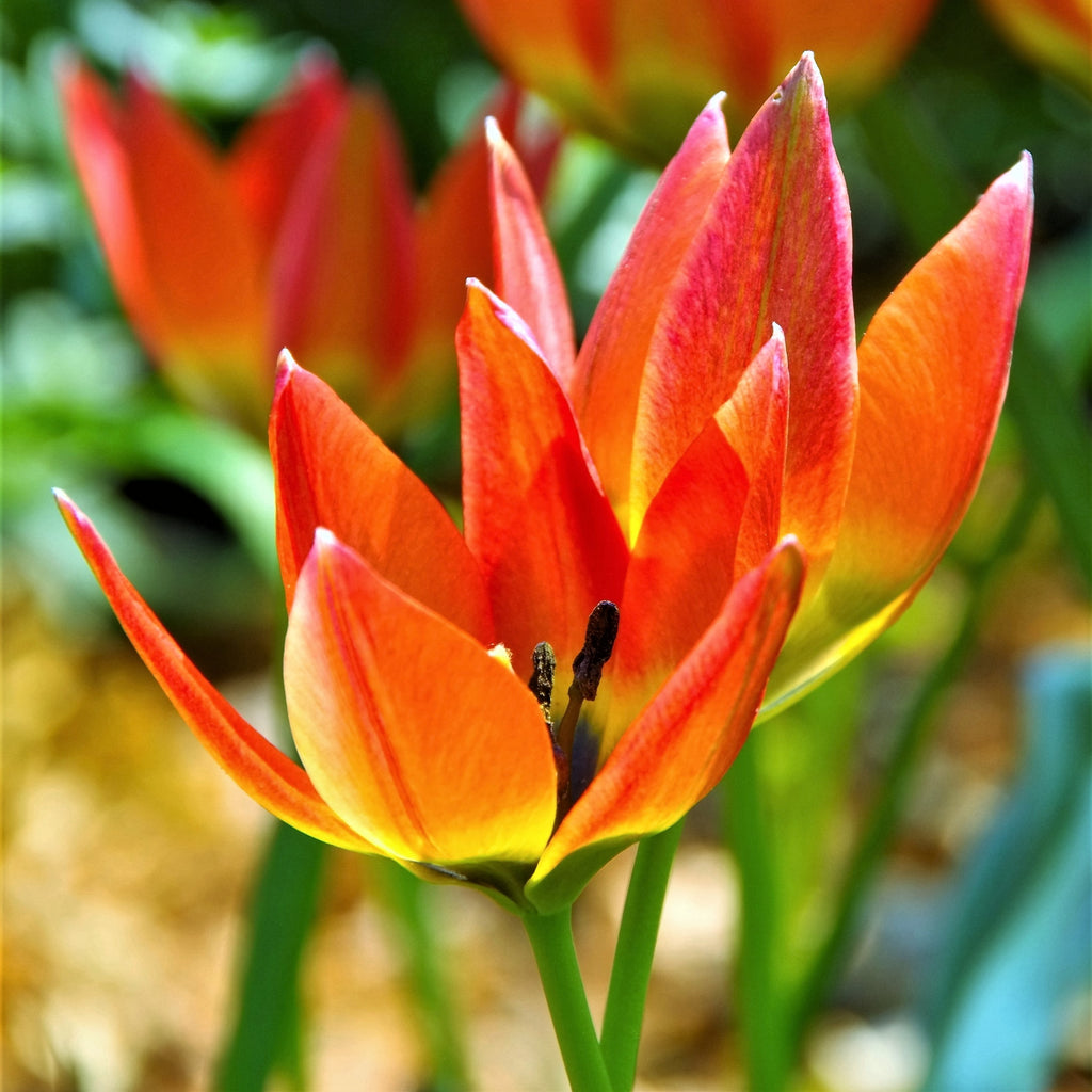 Tulip Bulbs Winsome Wildings Mix Blooms Species Growing Bonsai Roots Rhizomes Corms Tubers Potted Planting Reblooming Fragrant Garden Flower Seeds Plant