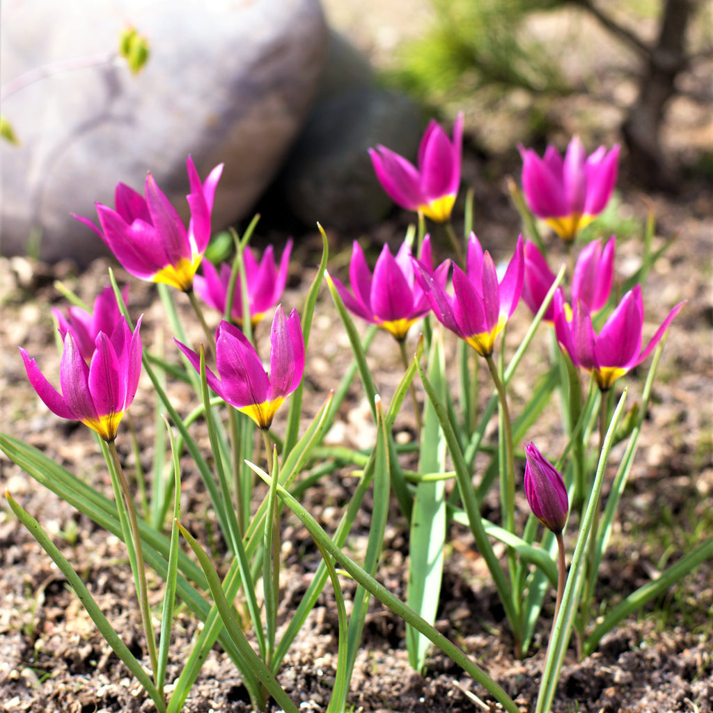 Tulip Bulbs Pulchella Violacea Blooms Species Growing Bonsai Roots Rhizomes Corms Tubers Potted Planting Reblooming Fragrant Garden Flower Seeds Plant