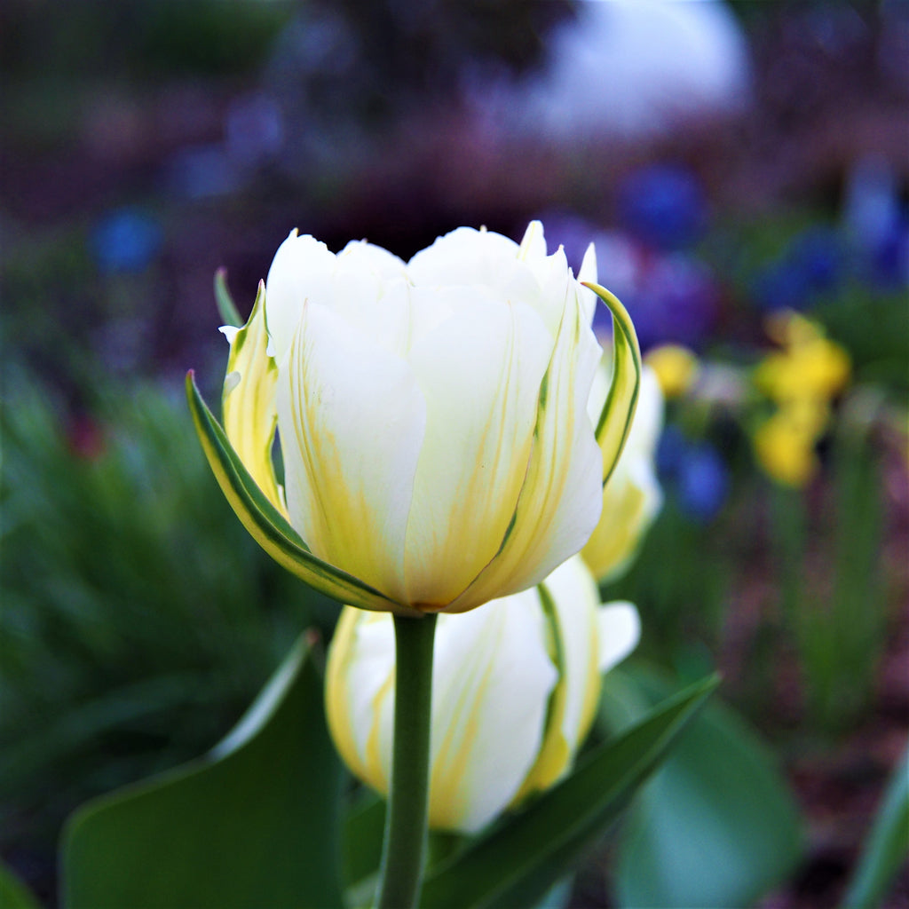 Tulip Bulbs The Edge Blooms Species Growing Bonsai Roots Rhizomes Corms Tubers Potted Planting Reblooming Fragrant Garden Flower Seeds Plant
