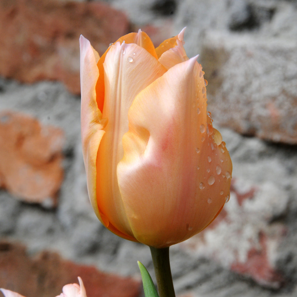 Tulip Bulbs Apricot BeautyBlooms Species Growing Bonsai Roots Rhizomes Corms Tubers Potted Planting Reblooming Fragrant Garden Flower Seeds Plant