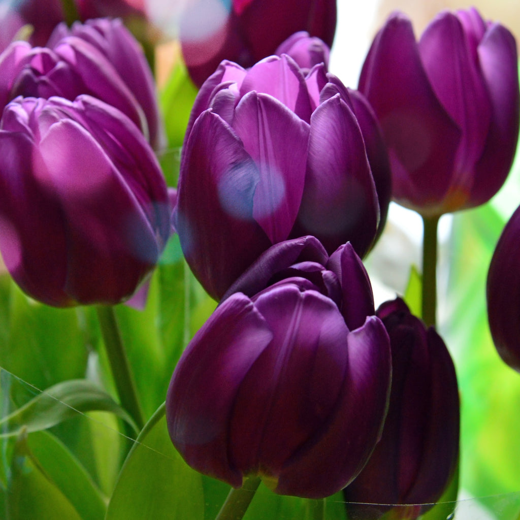 Tulip Bulbs Negrita Blooms Species Growing Bonsai Roots Rhizomes Corms Tubers Potted Planting Reblooming Fragrant Garden Flower Seeds Plant