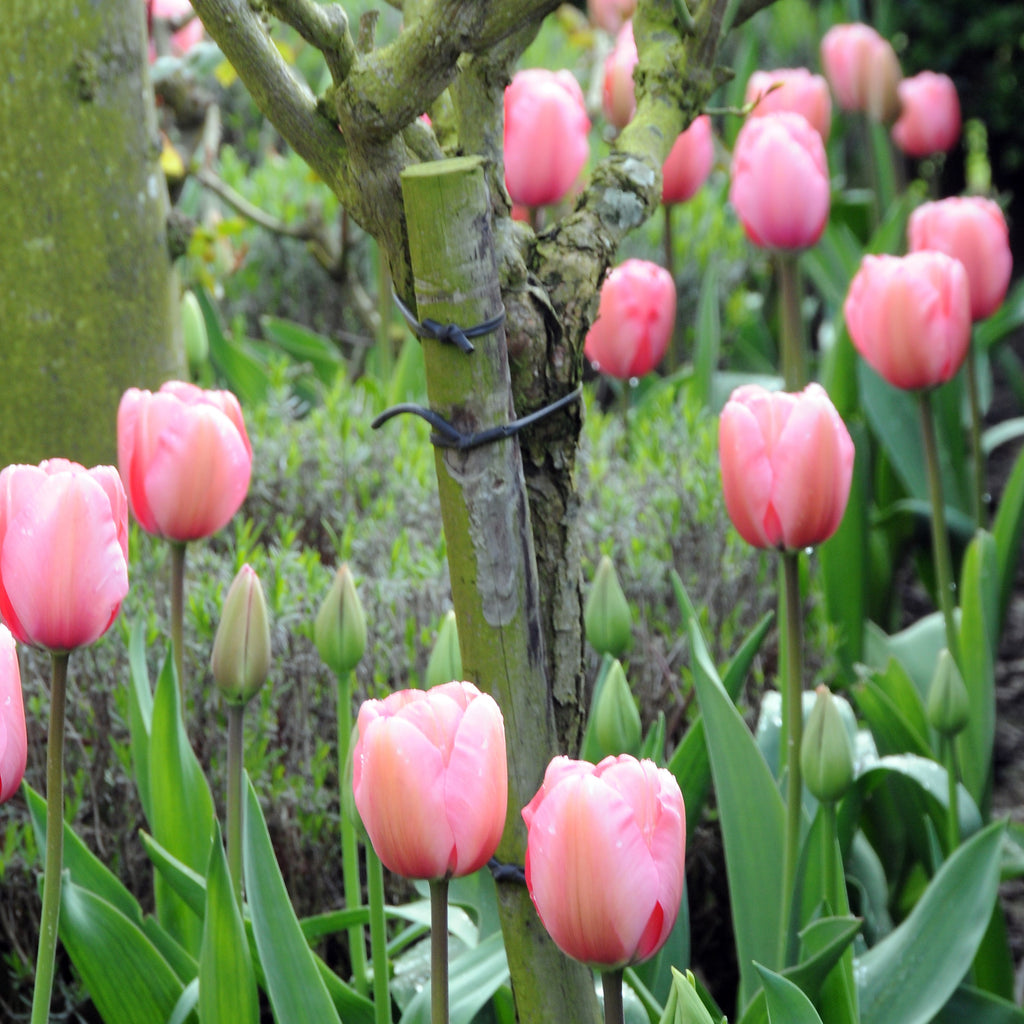 Tulip Bulbs Pink Impression Blooms Species Growing Bonsai Roots Rhizomes Corms Tubers Potted Planting Reblooming Fragrant Garden Flower Seeds Plant