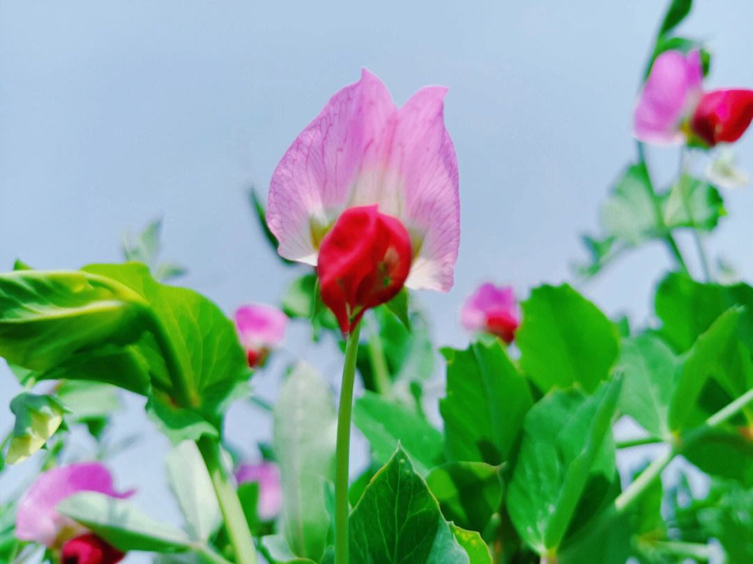 Pea Sugar Snap