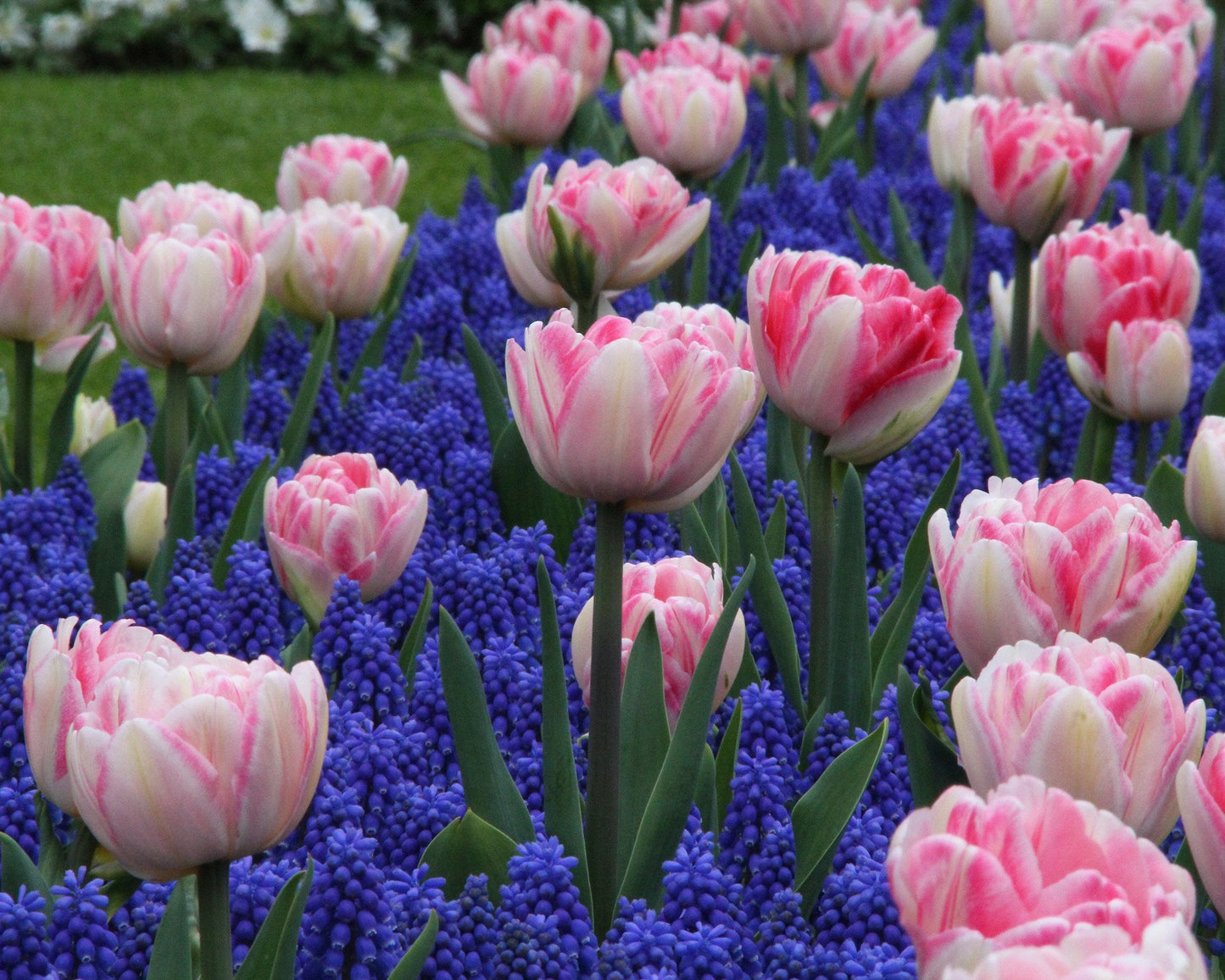 Collection Magenta Grape Hyacinth Magic Bulbs Blooms Species Growing Bonsai Roots Rhizomes Corms Tubers Potted Planting Reblooming Fragrant Garden Flower Seeds Plant Gardening