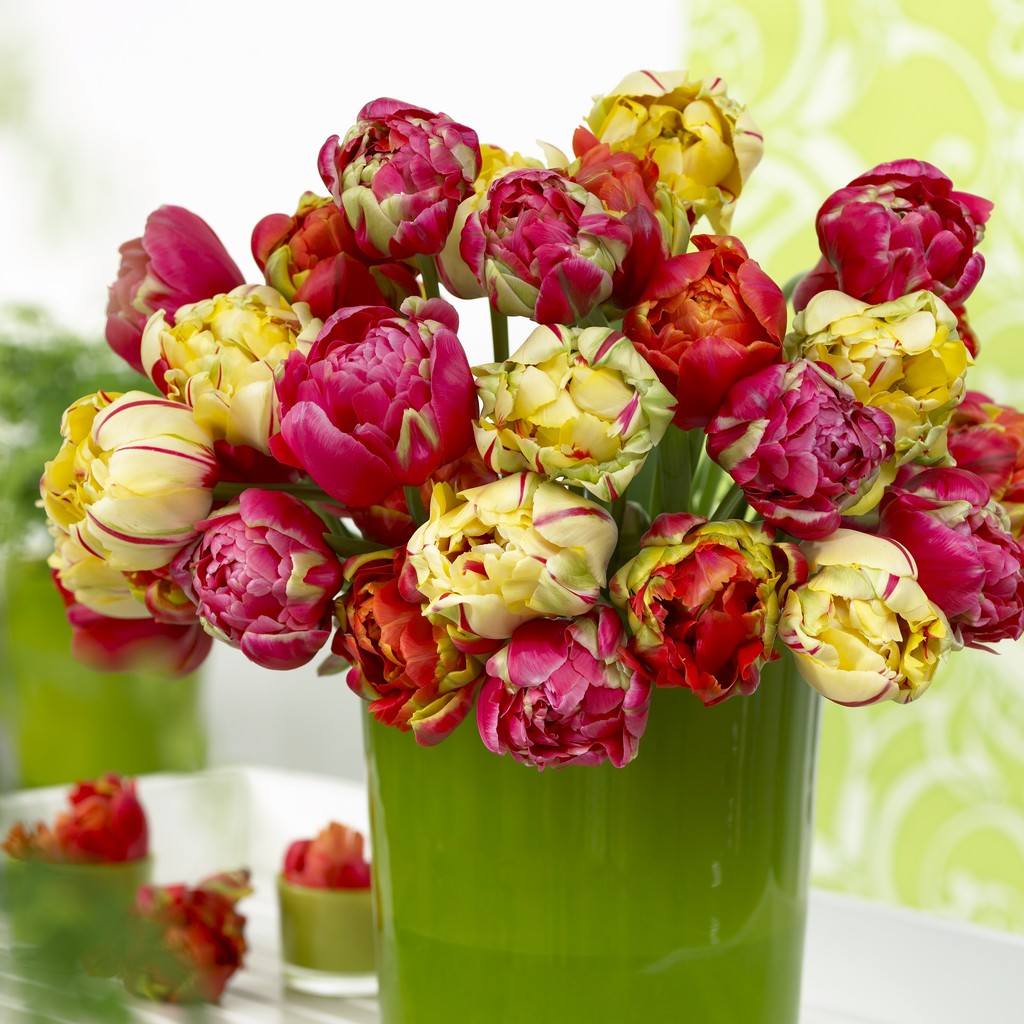 Tulip Bulbs Unique Style Collection Blooms Species Growing Bonsai Roots Rhizomes Corms Tubers Potted Planting Reblooming Fragrant Garden Flower Seeds Plant