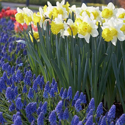 Woodland Mix Daffodil Narcissus Bulbs Blooms Species Growing Bonsai Roots Rhizomes Corms Tubers Potted Planting Reblooming Fragrant Garden Flower Seeds Plant