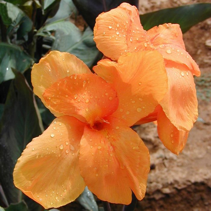 Wyoming Canna Bulbs Perennial Growing Bonsai Roots Rhizomes Corms Tubers Potted Planting Reblooming Fragrant Garden Species Blooms Flower Seeds Plant Gardening