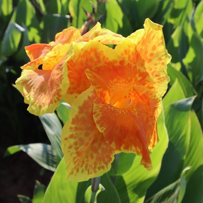 Yellow King Humbert Canna Bulbs Perennial Growing Bonsai Roots Rhizomes Corms Tubers Potted Planting Reblooming Fragrant Garden Species Blooms Flower Seeds Plant Gardening