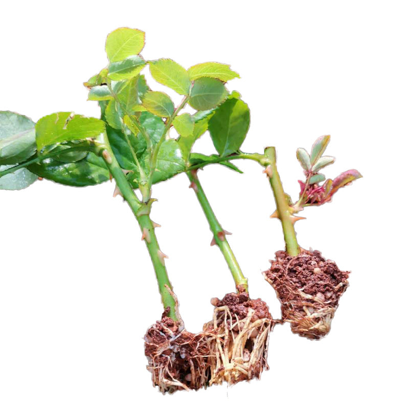 François Mauriac Rose Seedlings Flower Seeds Perennial Growing Bonsai Corms Tubers Potted Planting Reblooming Fragrant Garden Roots Rhizomes Species Blooms Plant Bulbs Gardening Tree